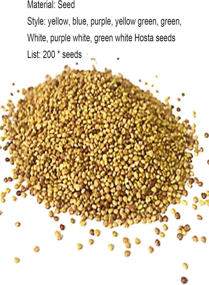 GGOOT 200Pcs/Bag Hosta Seeds, DIY Decorative Mixed Color Fragrant Hosta Plantaginea Bonsai Seeds for Outdoor White Hosta Seeds - Image 2