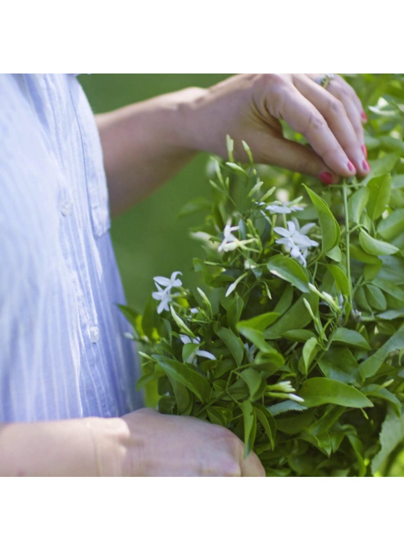 Scented Candle In Glass Jasmine/Pink 40 Hr - Image 2