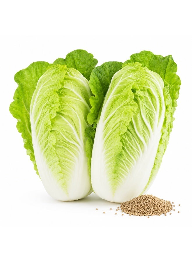 vsell24 Pack of 3- Organic Chinese Cabbage Seeds For Planting Grow Cabbage At Home NON GMO Vegetable Seeds With 98% Cleaness, 95% Purity, 80% Germination Rate 10g - Image 4