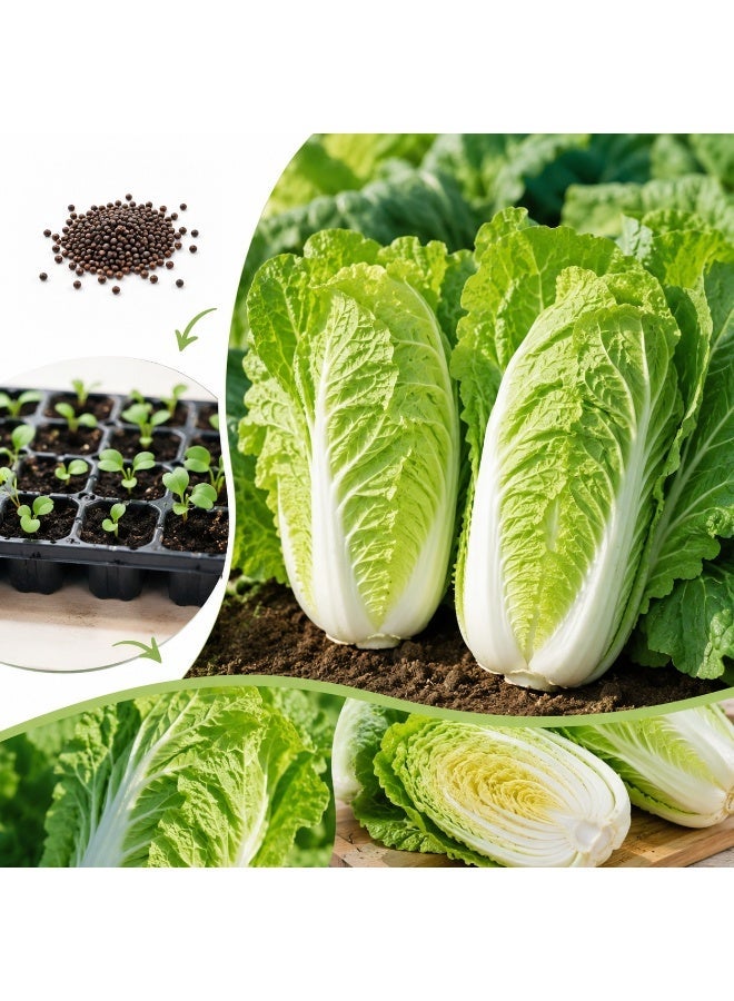 vsell24 Pack of 3- Organic Chinese Cabbage Seeds For Planting Grow Cabbage At Home NON GMO Vegetable Seeds With 98% Cleaness, 95% Purity, 80% Germination Rate 10g - Image 5