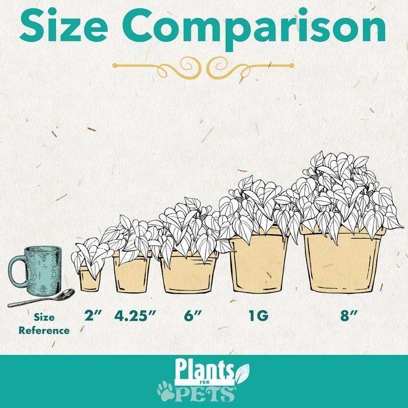 Plants for Pets Essential Houseplant Collection (3PK) Live Plants Indoor Plants Live Houseplants in Plant Pots, Easy House Plants Indoors Live, Snake Plant, Pothos in Potting Soil, Clean Air Plants by Plants for Pets - Image 3