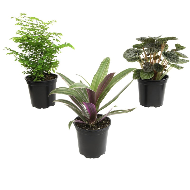 Plants for Pets Essential Houseplant Collection (3PK) Live Plants Indoor Plants Live Houseplants in Plant Pots, Easy House Plants Indoors Live, Snake Plant, Pothos in Potting Soil, Clean Air Plants by Plants for Pets - Image 1