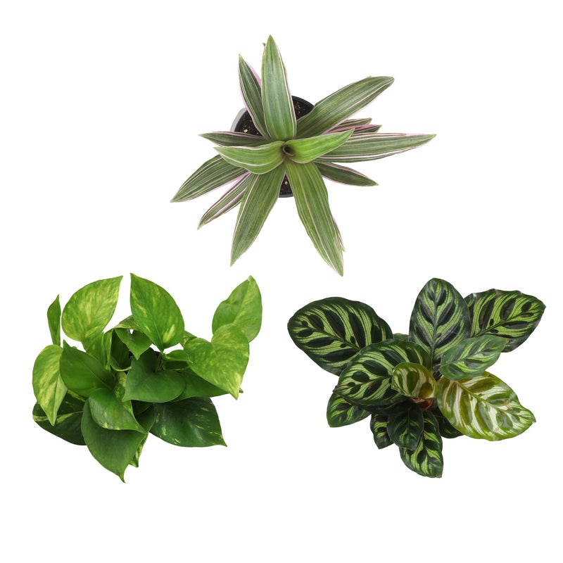 Plants for Pets Essential Houseplant Collection (3PK) Live Plants Indoor Plants Live Houseplants in Plant Pots, Easy House Plants Indoors Live, Snake Plant, Pothos in Potting Soil, Clean Air Plants by Plants for Pets - Image 4