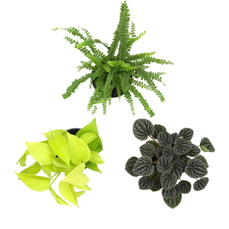 Plants for Pets Essential Houseplant Collection (3PK) Live Plants Indoor Plants Live Houseplants in Plant Pots, Easy House Plants Indoors Live, Snake Plant, Pothos in Potting Soil, Clean Air Plants by Plants for Pets - Image 5