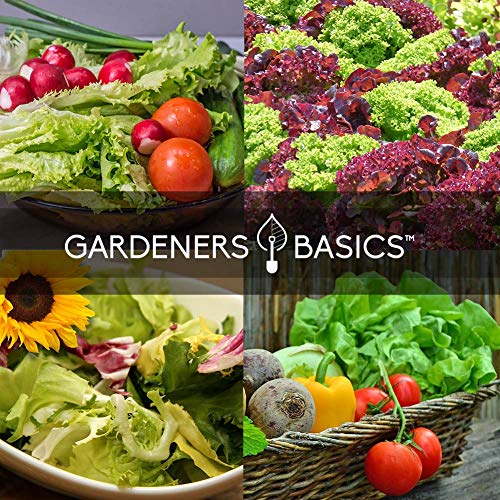 Gardeners Basics Lettuce and Greens Heirloom Vegetable Seed Non-GMO Seeds for Planting Indoors and Outdoor - Lettuce Buttercrunch, Romaine, Arugula, Kale and Spinach, Pack of 5 - Image 5