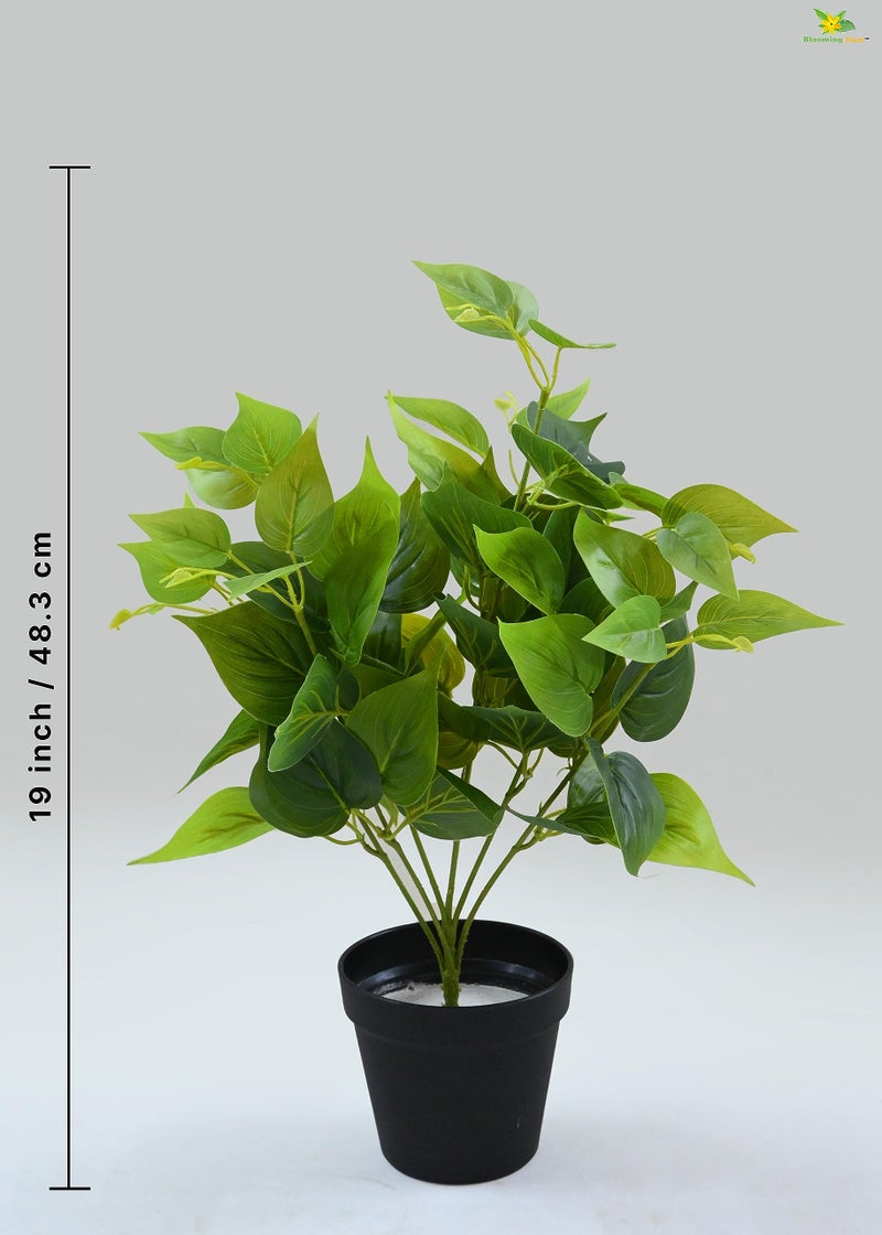 Blooming Floret Artificial Jade Pothos 48.3 cm Short for Interior Decor/Home Decor/Office Decor/Gifting | with Basic Black Pot | Ornamental Plant | Durable | Natural Looking - Image 3