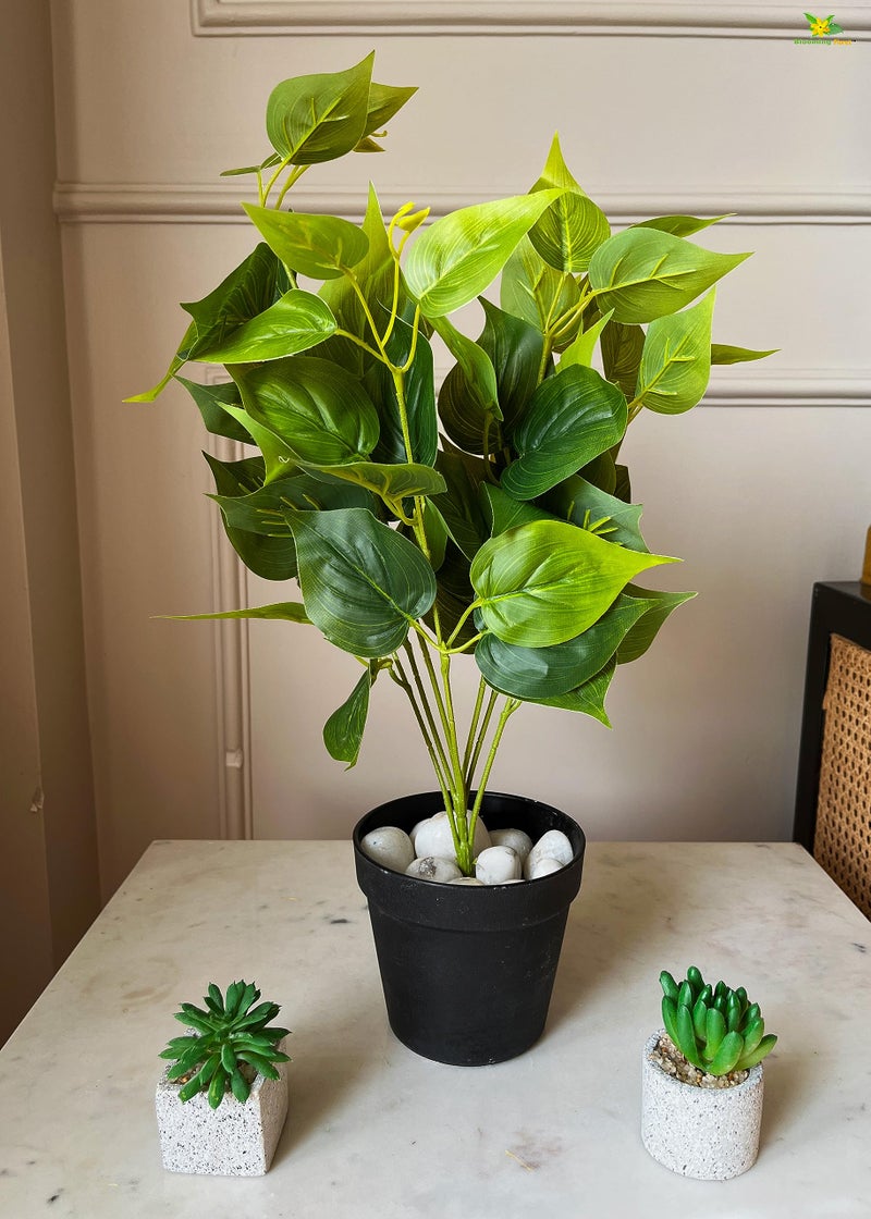 Blooming Floret Artificial Jade Pothos 48.3 cm Short for Interior Decor/Home Decor/Office Decor/Gifting | with Basic Black Pot | Ornamental Plant | Durable | Natural Looking - Image 4