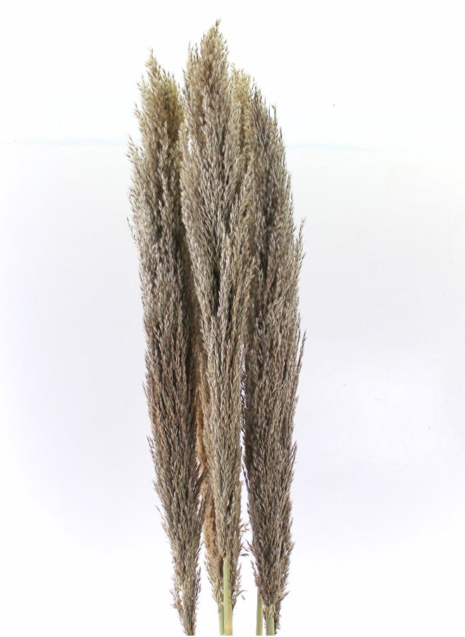 Generic Hard Dried Pampas Grass Decor- Tall Extra-Long Decoration Pompous Branches 60-80 Cm Grass (10)  - Image 1