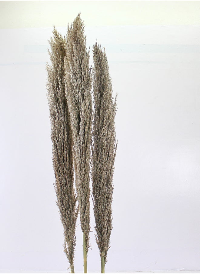 Generic Hard Dried Pampas Grass Decor- Tall Extra-Long Decoration Pompous Branches 60-80 Cm Grass (10)  - Image 2