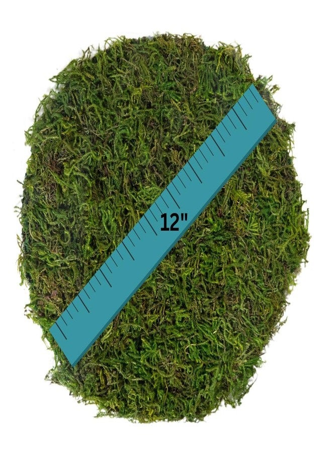 SuperMoss (26280) Mossy Placemat, Fairy Garden Table Wedding Decor Preserved Forest Moss, 12 in Round - Image 3