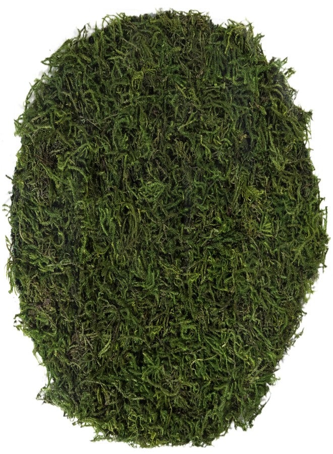 SuperMoss (26280) Mossy Placemat, Fairy Garden Table Wedding Decor Preserved Forest Moss, 12 in Round - Image 1
