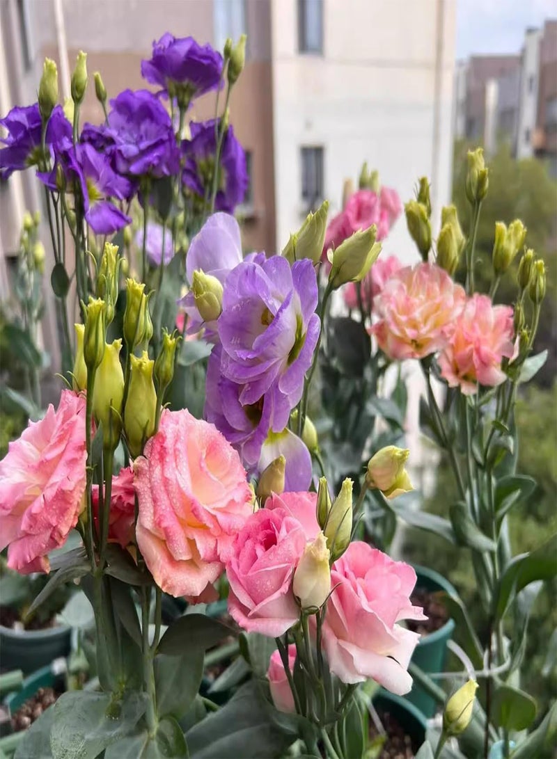 GGOOT Various Types of Seeds, Lotus, Lisianthus, Rose, Bright Colors, Suitable for Sunny Environment, Can Be Planted in Gardens and Courtyards,A(100 PCS)  - Image 4