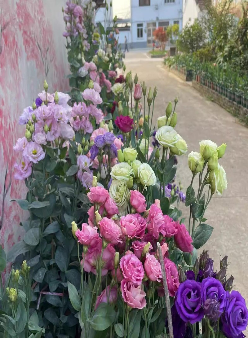 GGOOT Various Types of Seeds, Lotus, Lisianthus, Rose, Bright Colors, Suitable for Sunny Environment, Can Be Planted in Gardens and Courtyards,A(100 PCS)  - Image 5