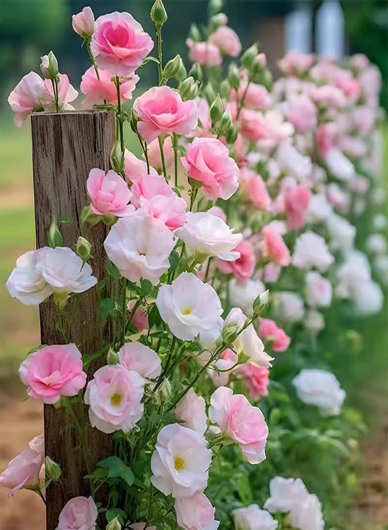 GGOOT Various Types of Seeds, Lotus, Lisianthus, Rose, Bright Colors, Suitable for Sunny Environment, Can Be Planted in Gardens and Courtyards,A(100 PCS)  - Image 2
