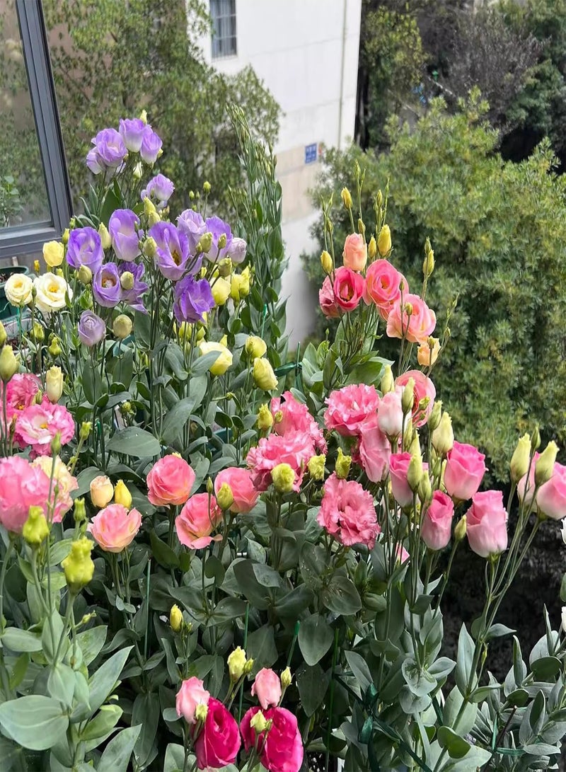 GGOOT Various Types of Seeds, Lotus, Lisianthus, Rose, Bright Colors, Suitable for Sunny Environment, Can Be Planted in Gardens and Courtyards,A(100 PCS)  - Image 3