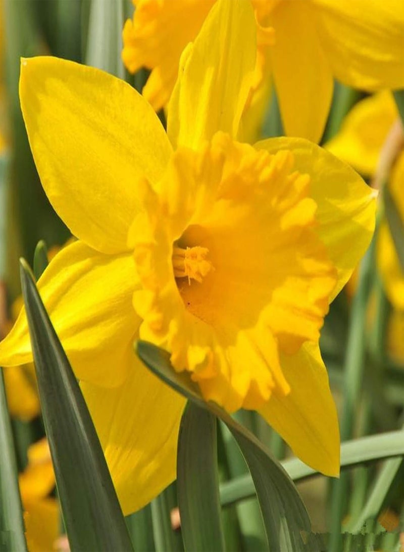 GGOOT 400Pcs/Bag Seeds for Planting, Beautiful Fast Growing Mix Color Daffodil Flower Potted Bonsai Seeds Easy to Plant,Gardening,Home Decor - Mix Color Daffodil Seeds - Image 5