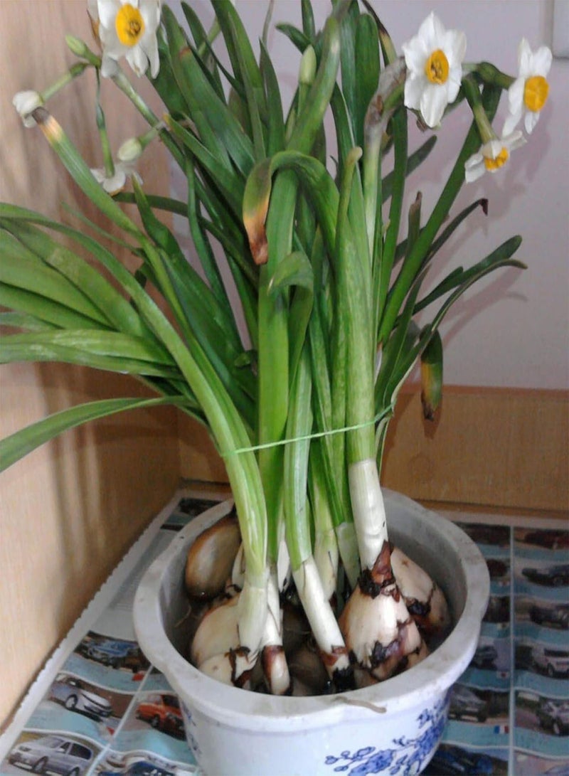 GGOOT 400Pcs/Bag Seeds for Planting, Beautiful Fast Growing Mix Color Daffodil Flower Potted Bonsai Seeds Easy to Plant,Gardening,Home Decor - Mix Color Daffodil Seeds - Image 4