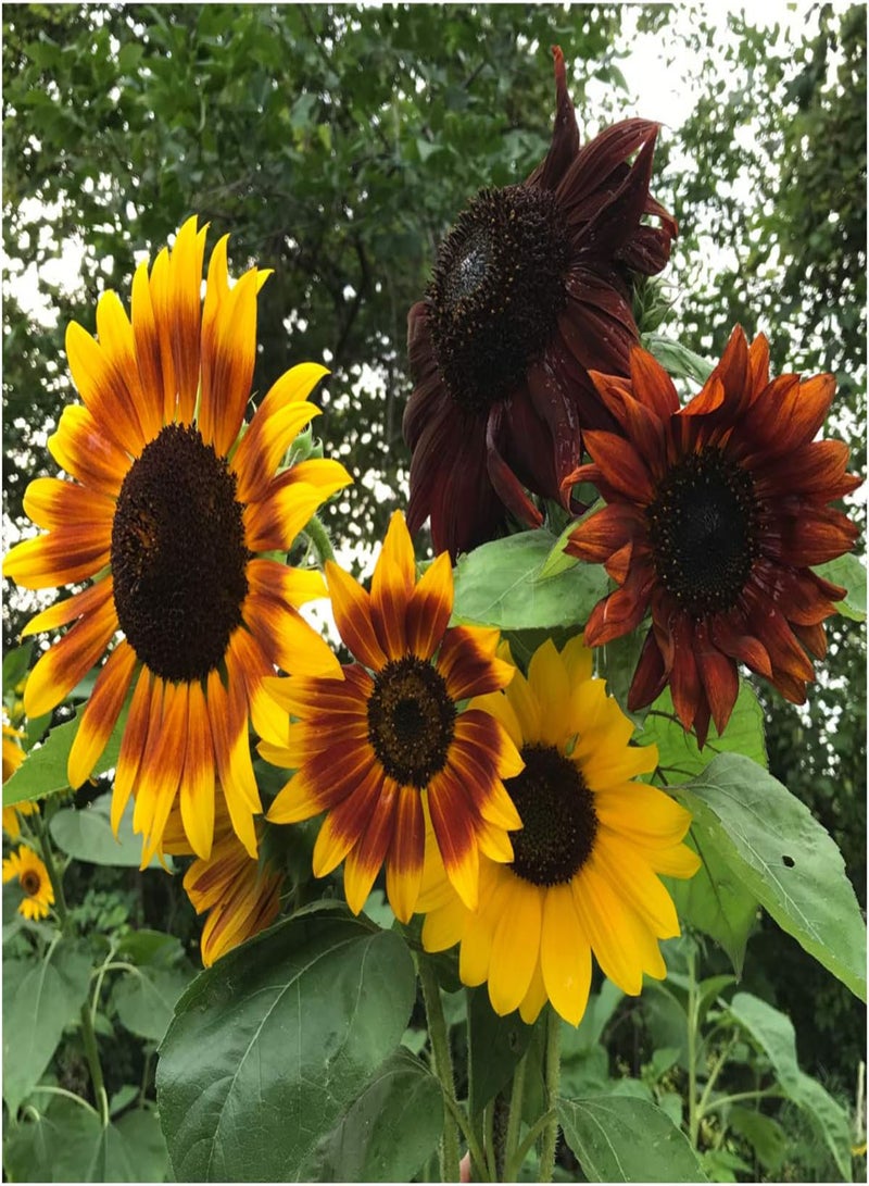, Set of 20 Sunflower Seed Packet Favors - Prefilled & Ready to Hand Out to Guests - Perfect for Weddings, Charity Events, Fundraisers, Parties & Events