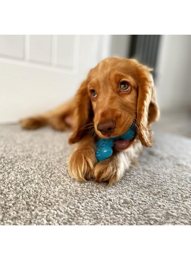 نيلابون لعبة مضغ قوية للجراء من نايلابون كومفورت هولد إكس-بون، ألعاب للكلاب للمضغ العدواني، بنكهة لحم البقر، مقاس صغير جدًا - حتى 15 رطلاً، عدد 1 - Image 1