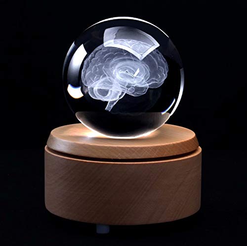 XINDAM 3D Human Brain Anatomical Model PaperweightLaser Etched in Crystal Glass Ball Science Gift Included LED Base - Image 1