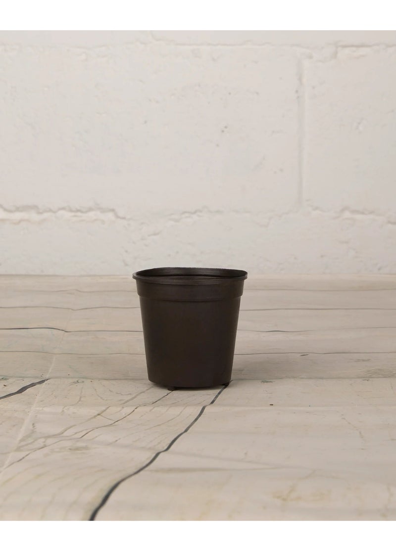 GROW - Pot 8cm black plastic - Image 1