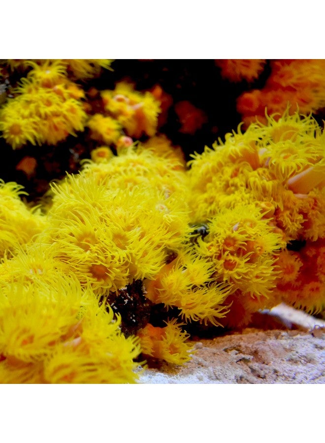 Seachem Reef Iodide 250ml - Image 3