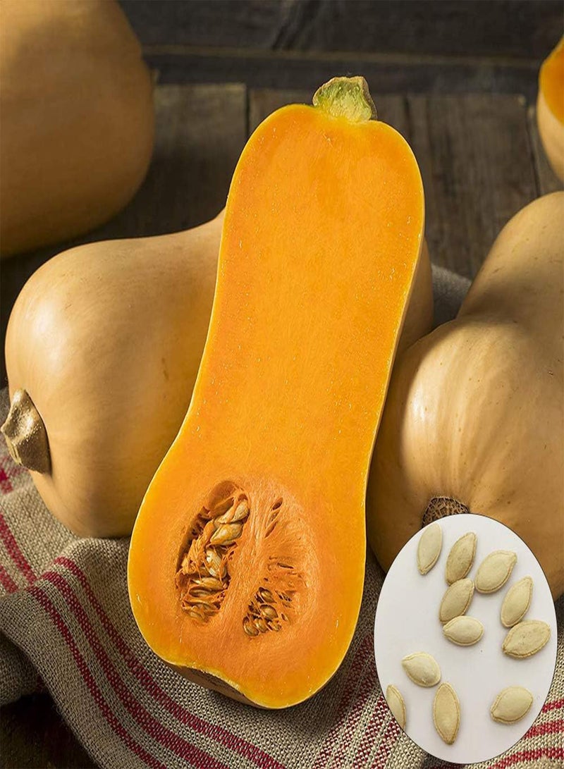 GGOOT 100Pcs Sweet Butternut Squash Seeds,Nutritious Vegetable Garden Farm Yard Plant for Planting Garden Yard Outdoor 1 Butternut Squash Seeds - Image 1