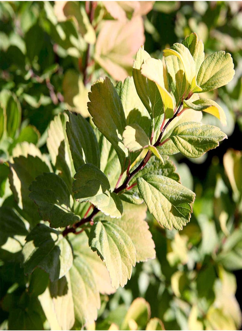 GGOOT Spiraea Betufolia Tor Gold, Hardy Shrub, Deciduous, White Flowers, Autumn Colour, Ideal for Low Hedge & Front of Border, 1 x 3 Litre Potted Plant by seeds  - Image 4
