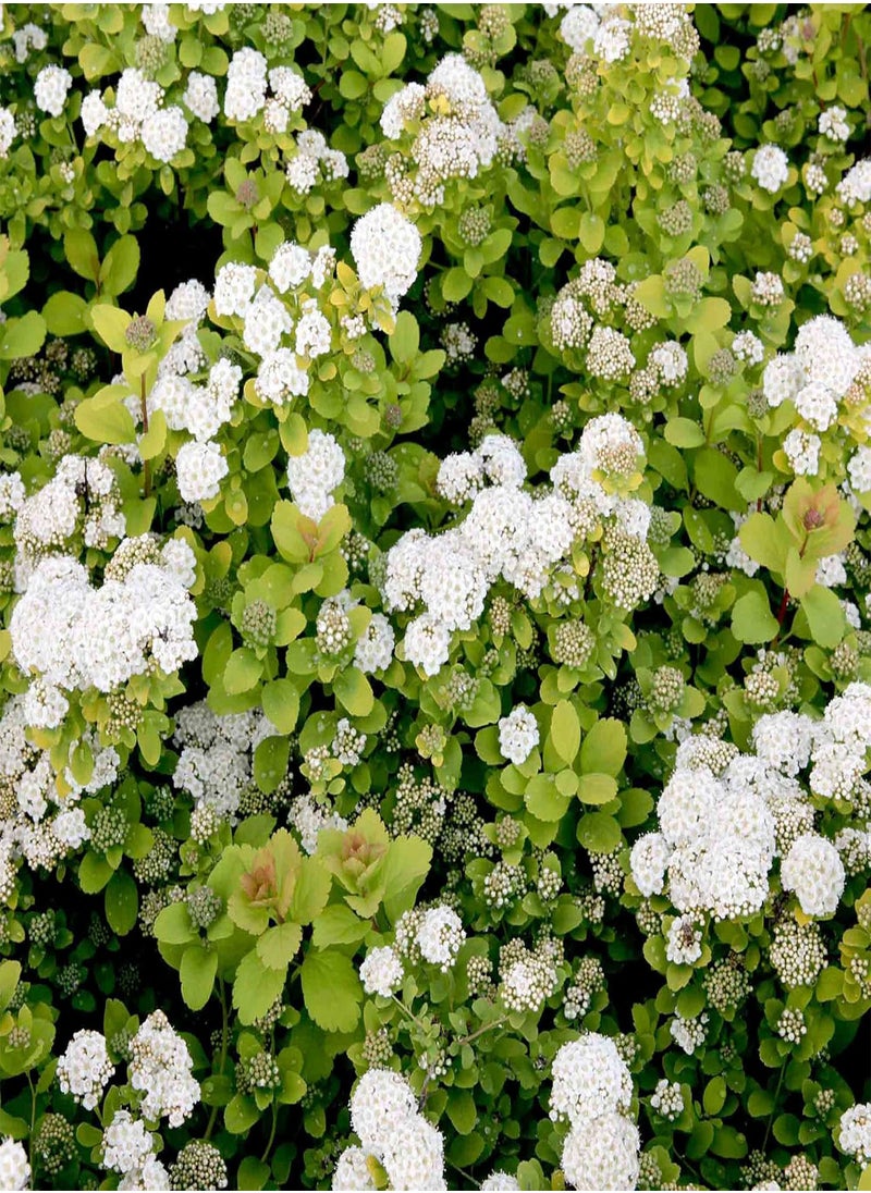 GGOOT Spiraea Betufolia Tor Gold, Hardy Shrub, Deciduous, White Flowers, Autumn Colour, Ideal for Low Hedge & Front of Border, 1 x 3 Litre Potted Plant by seeds  - Image 2