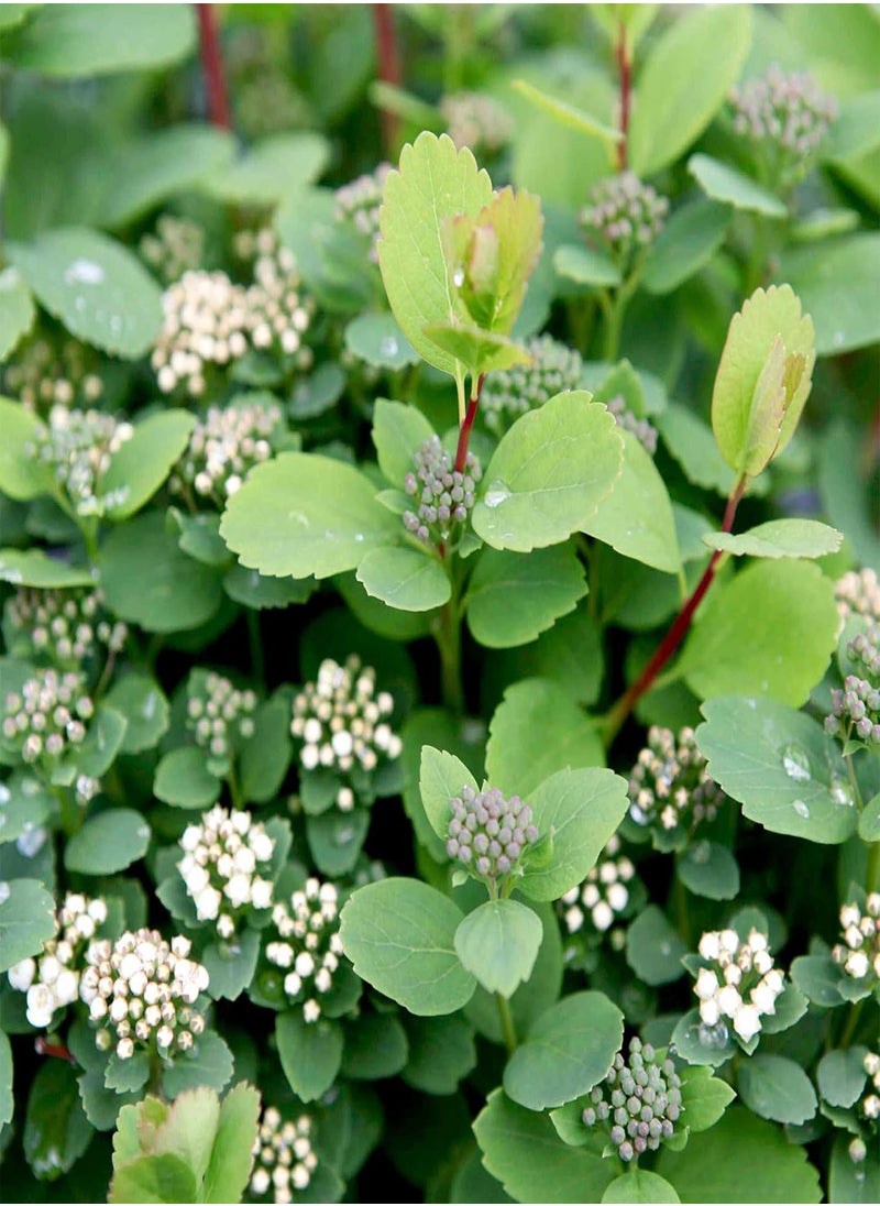 GGOOT Spiraea Betufolia Tor Gold, Hardy Shrub, Deciduous, White Flowers, Autumn Colour, Ideal for Low Hedge & Front of Border, 1 x 3 Litre Potted Plant by seeds  - Image 3