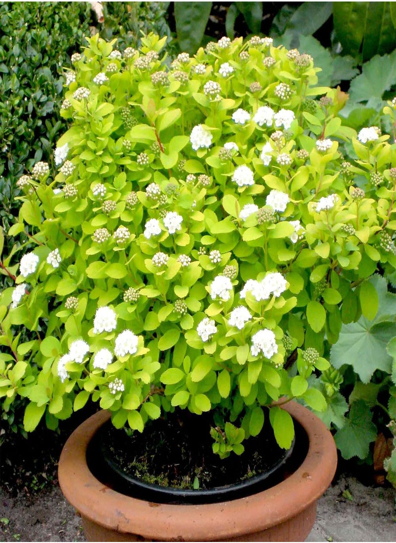 GGOOT Spiraea Betufolia Tor Gold, Hardy Shrub, Deciduous, White Flowers, Autumn Colour, Ideal for Low Hedge & Front of Border, 1 x 3 Litre Potted Plant by seeds  - Image 1