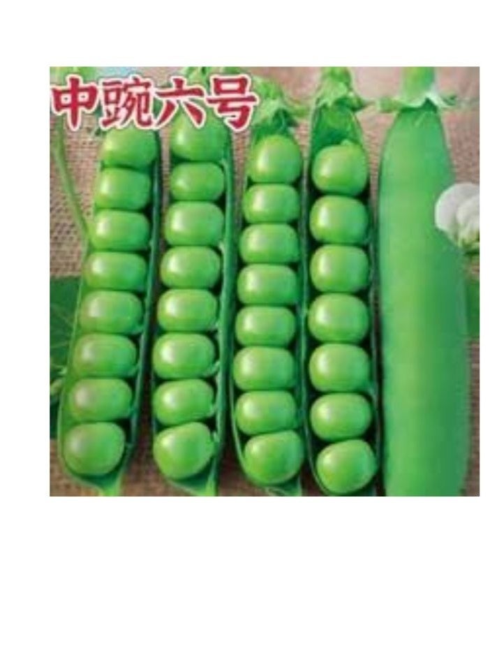 ڤسيل24 بذور البازلاء الخضراء - Image 3