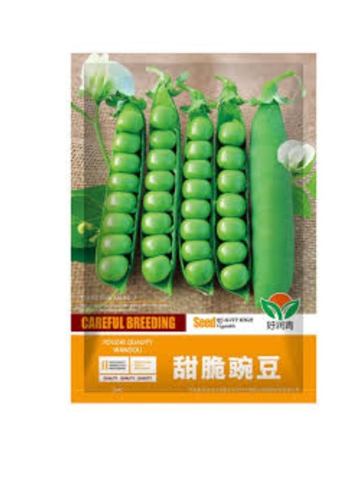 ڤسيل24 بذور البازلاء الخضراء - Image 2