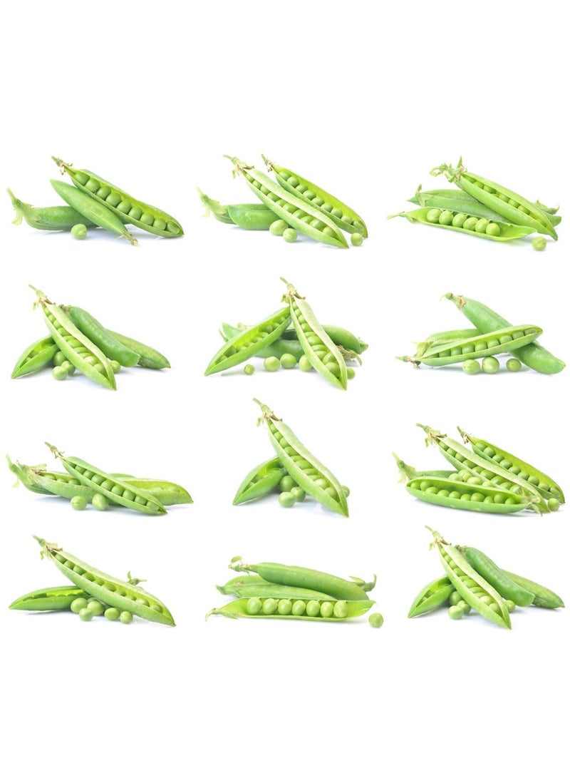 vsell24 Pack of 3-Green Peas Seeds for Planting – High Germination Vegetable Seeds for Home Garden, Fresh & Organic Grow Kit - Image 5