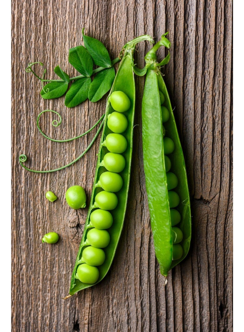 vsell24 Pack of 3-Green Peas Seeds for Planting – High Germination Vegetable Seeds for Home Garden, Fresh & Organic Grow Kit - Image 2