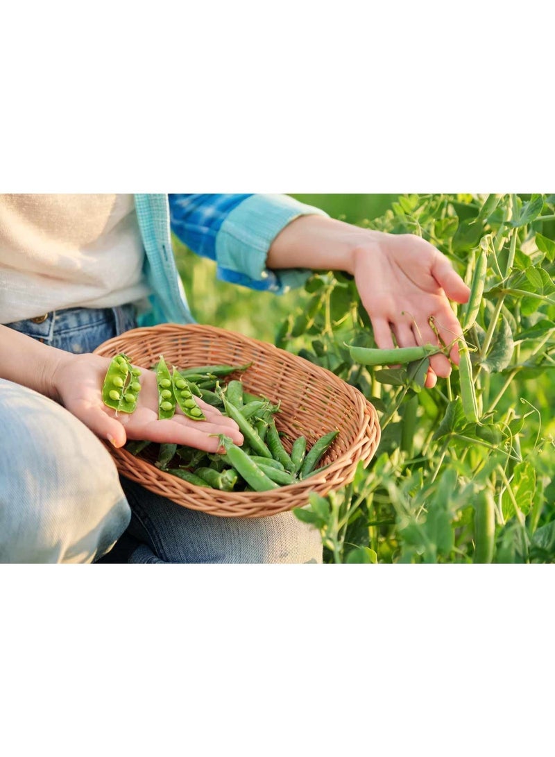 vsell24 Pack of 3-Green Peas Seeds for Planting – High Germination Vegetable Seeds for Home Garden, Fresh & Organic Grow Kit - Image 3