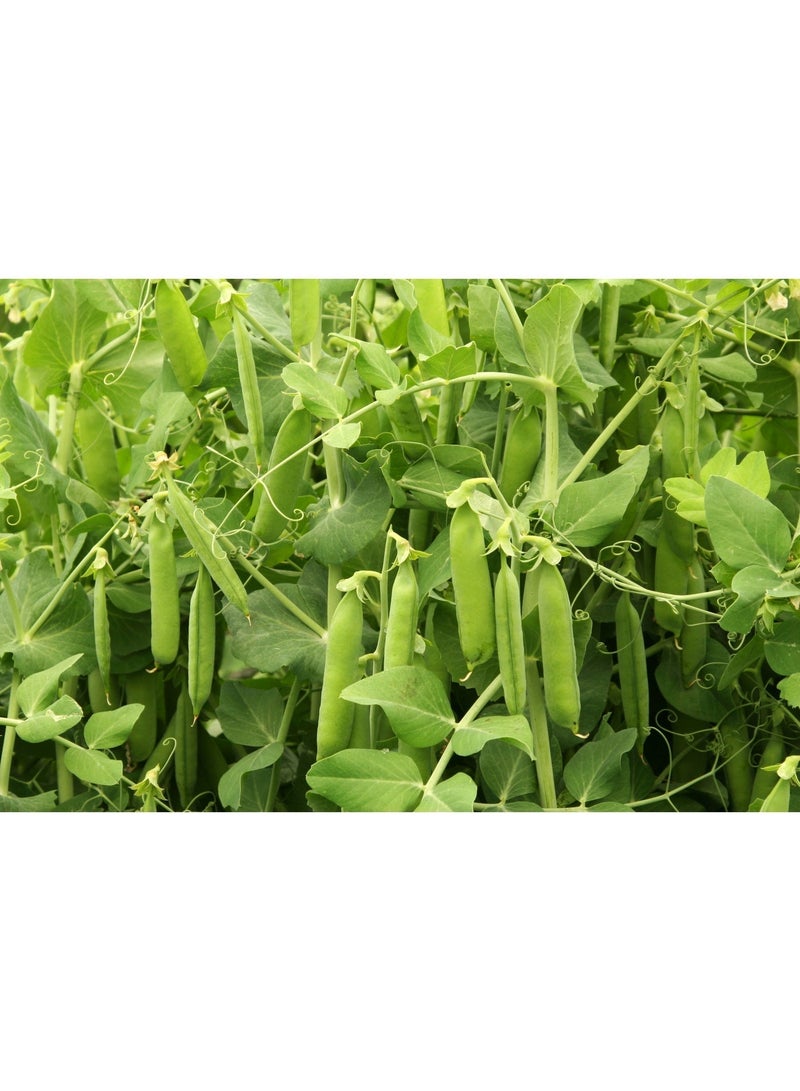 vsell24 Pack of 3-Green Peas Seeds for Planting – High Germination Vegetable Seeds for Home Garden, Fresh & Organic Grow Kit - Image 4