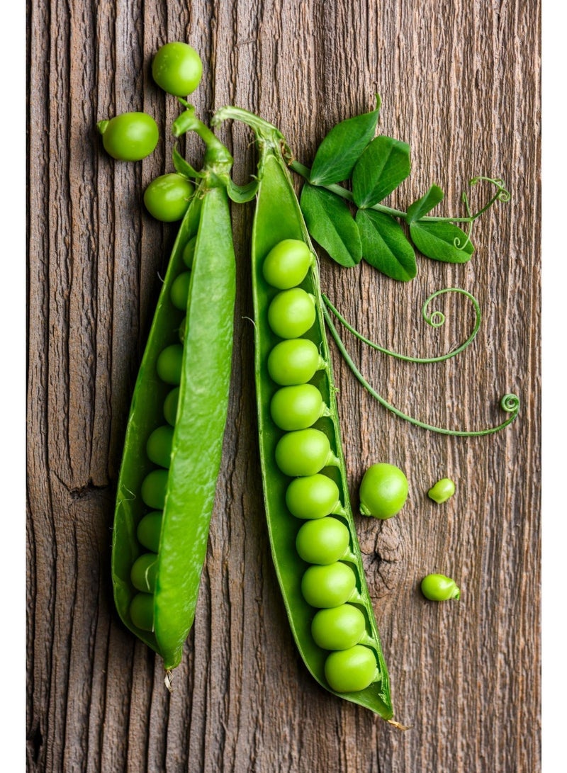 vsell24 Pack of 3-Green Peas Seeds for Planting – High Germination Vegetable Seeds for Home Garden, Fresh & Organic Grow Kit - Image 1