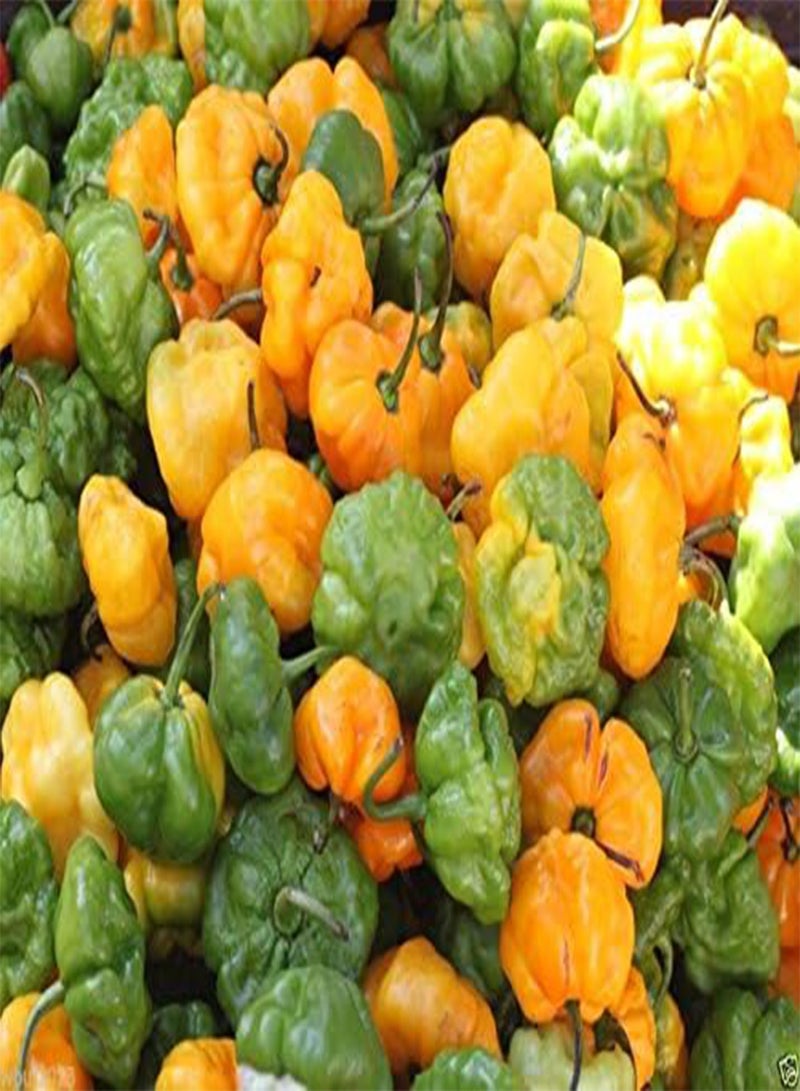 GGOOT Authentic Jamaican Scotch Bonnet  seeds - NOT Yellow Or Orange Habanero - Image 2