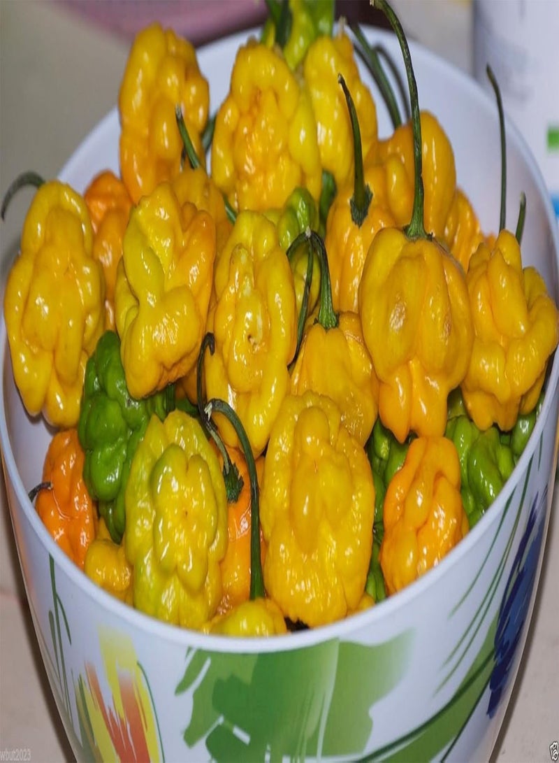 GGOOT Authentic Jamaican Scotch Bonnet  seeds - NOT Yellow Or Orange Habanero - Image 3