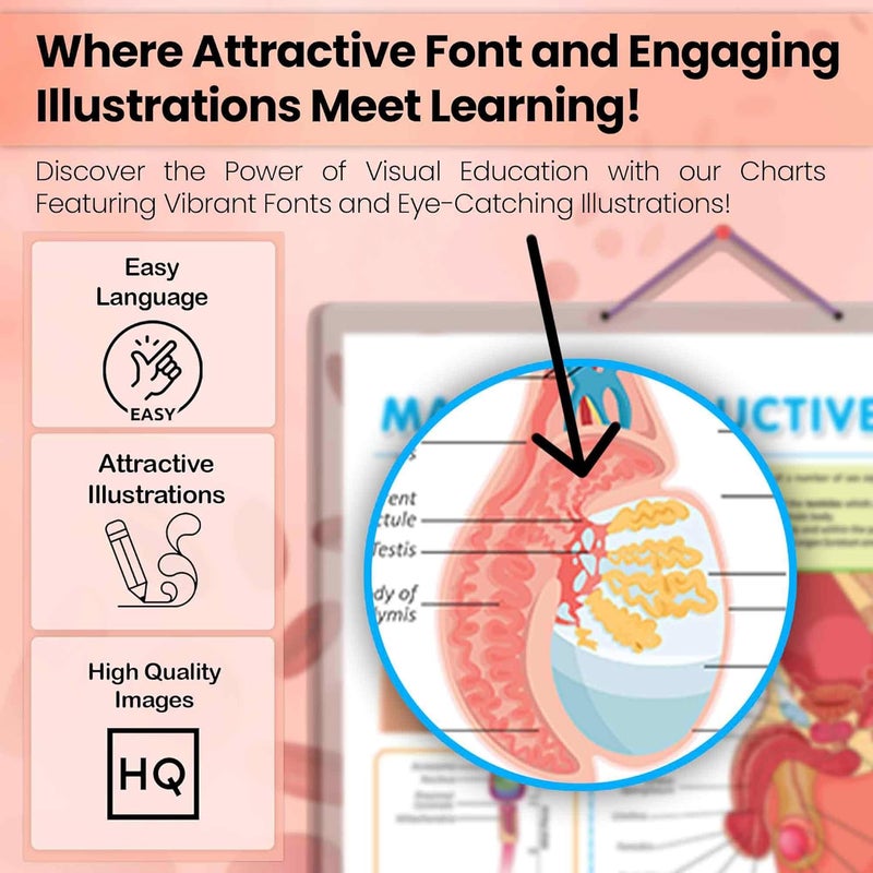 GoWoo COMBO OF 3 ANATOMY CHARTS - Image 5