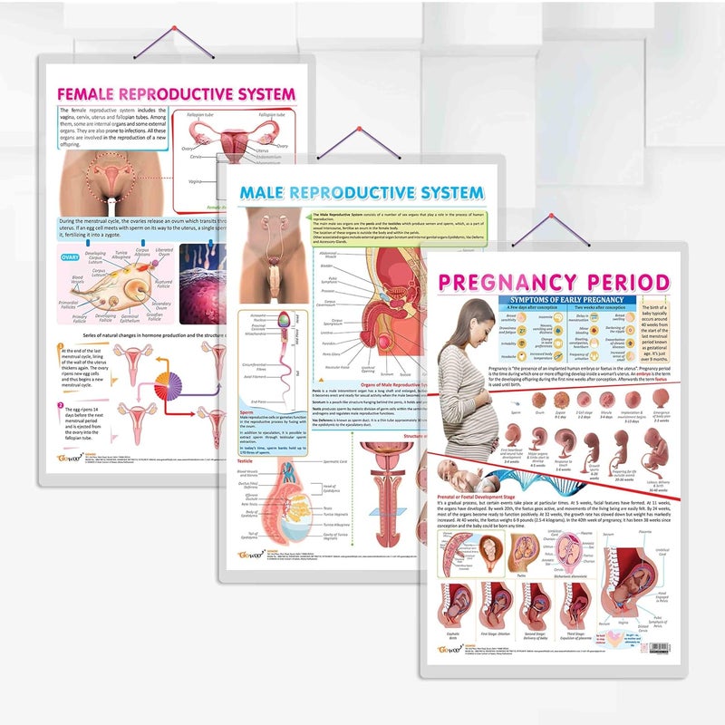 GoWoo COMBO OF 3 ANATOMY CHARTS - Image 1