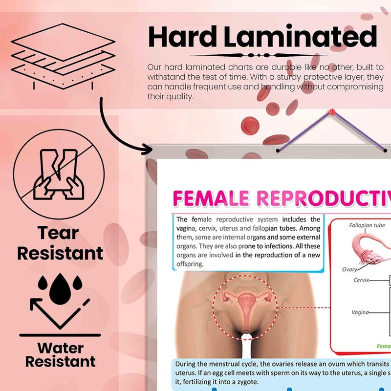 GoWoo COMBO OF 3 ANATOMY CHARTS - Image 3