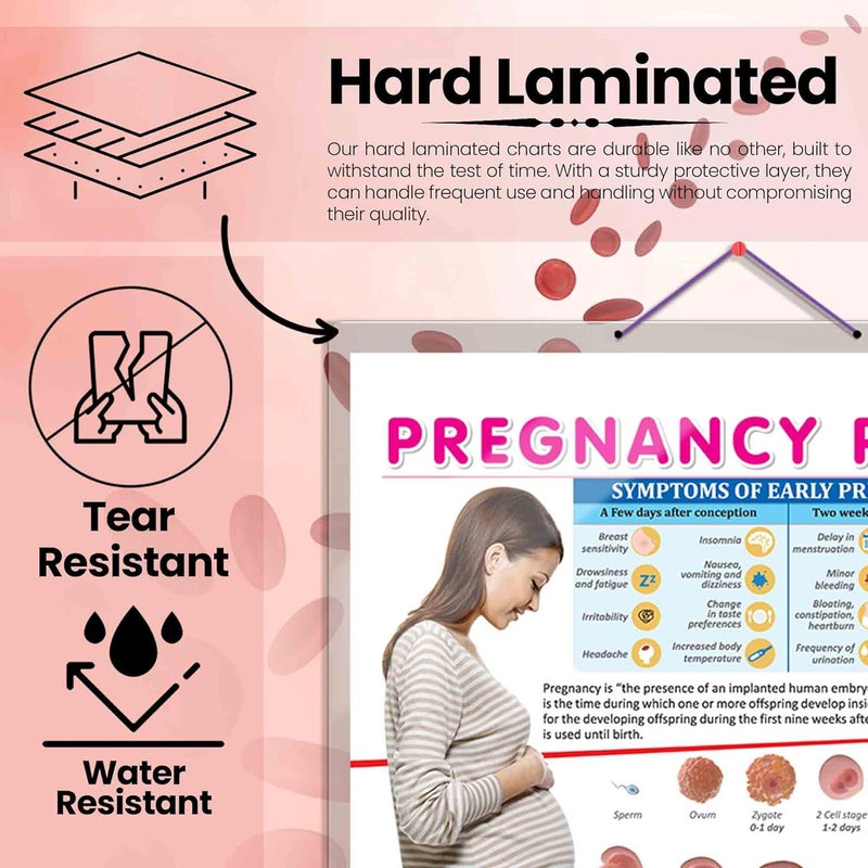 GoWoo COMBO OF 3 ANATOMY CHARTS - Image 4
