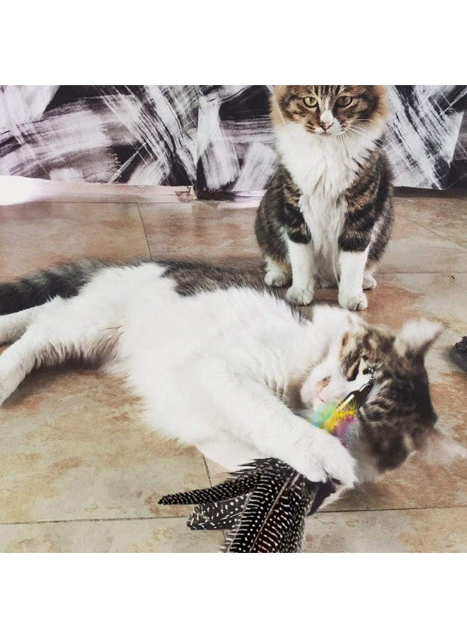 Highland Farms Select Handmade Natural Feather Cat Toy Dah Bird Refills - Interactive Cat and Kitten Toy - 6 Pack - Image 4