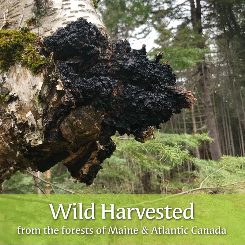 MY BERRY Maine Chaga Tea Bags | 100% Wild-Harvested, USA & Canadian Grown | 100% Additive-Free Herbal Tea | 25 Bleach-Free Bags - Image 4