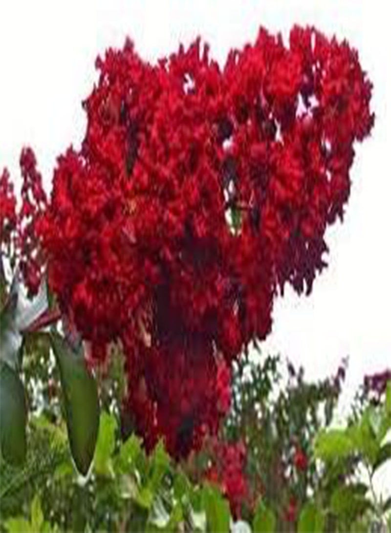 جي جوت 100 بذور زهرة الكريب ميرتل الحمراء. - Image 1