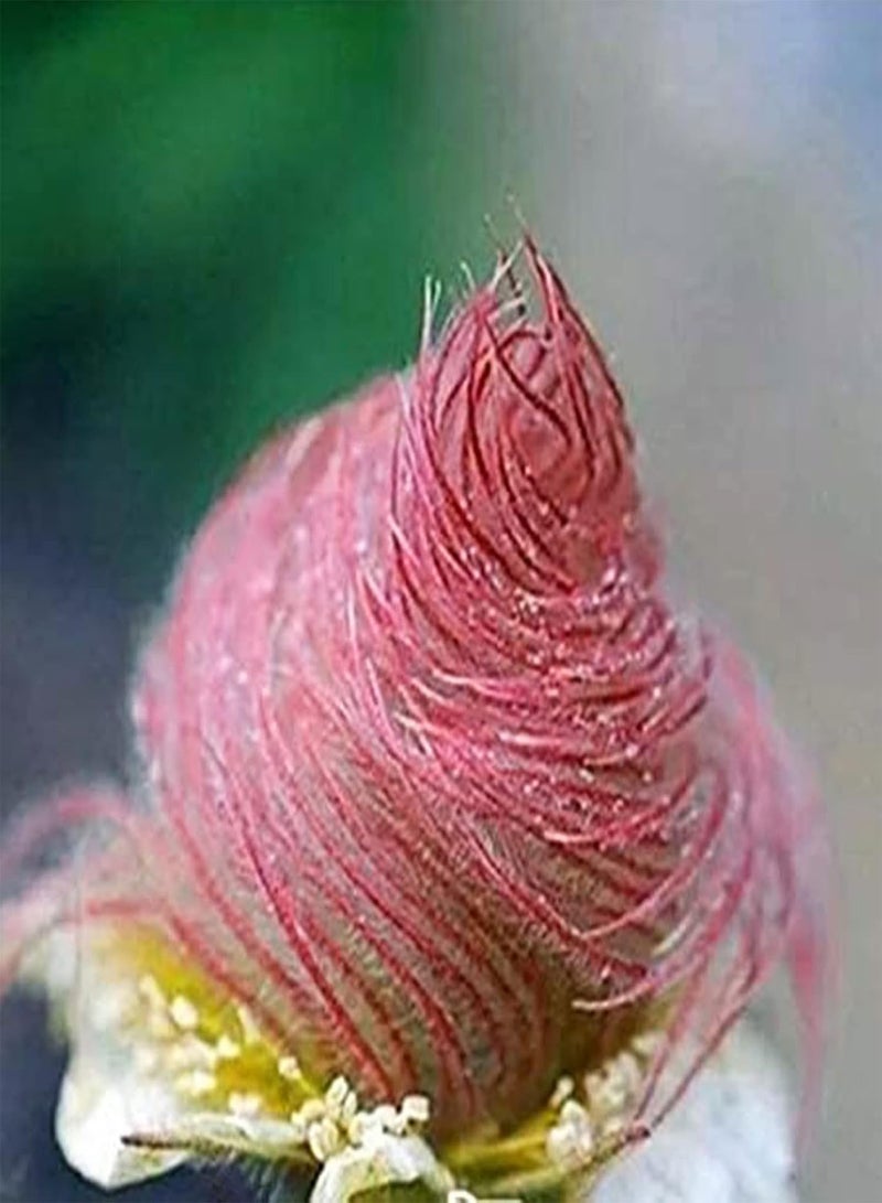 جي جوت 200 قطعة من بذور دخان البراري (الوردية) زهرة وردية قوية معمرة طازجة سهلة النمو نباتات عشبية مزهرة بذور لزراعة حديقة فناء بذور خارجية - Image 1