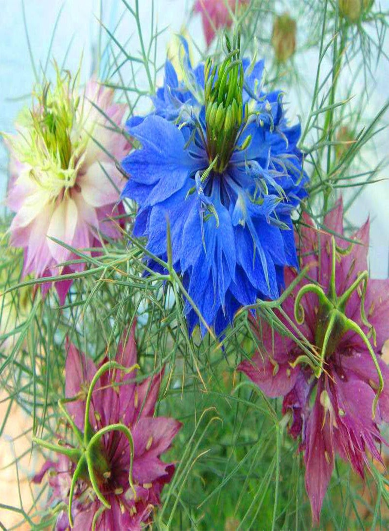 GGOOT Mixed Colors Love in A Mist Flower Seeds Nigella Damascena 200+ - Image 1