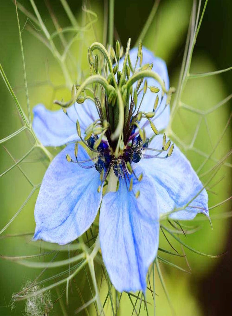 GGOOT Mixed Colors Love in A Mist Flower Seeds Nigella Damascena 200+ - Image 4